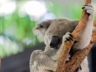 Hamilton Island Wildlife Attraction Gets Green Light to Reopen